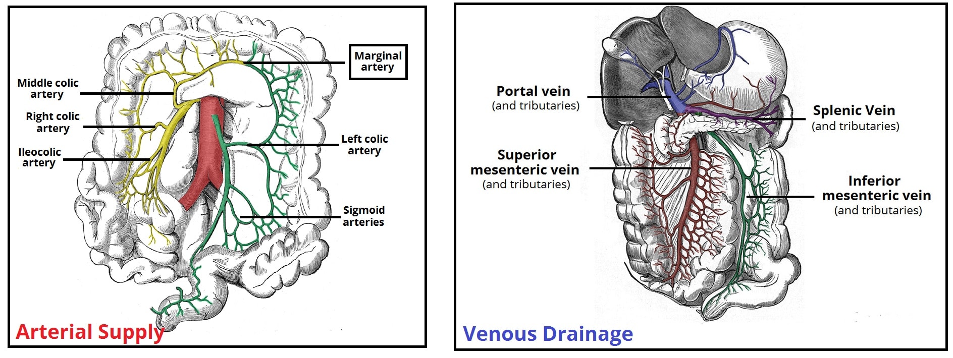 Fig 3 - The major arteries and veins supplying the colon.