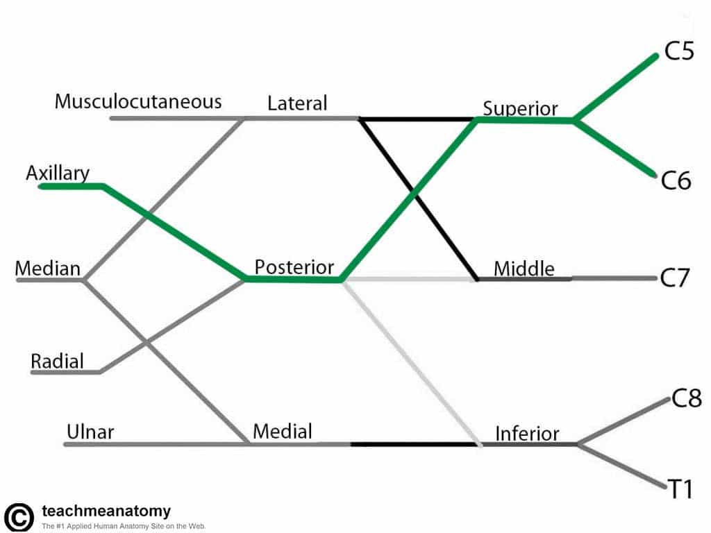 Fig 1.4 - The derivation of the axillary nerve from the brachial plexus.