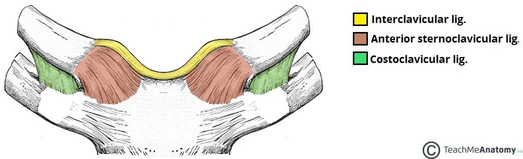 Fig 1.1 - The major ligaments of the sternoclavicular joint