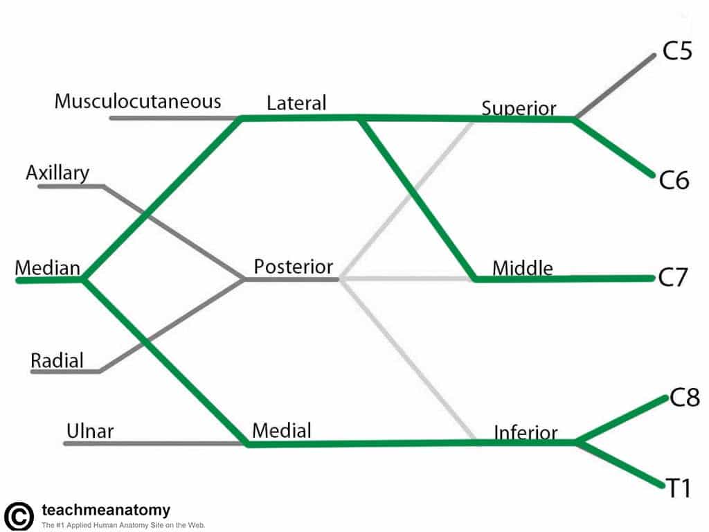 Fig 1.5 - The derivation of the median nerve from the brachial plexus