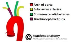 Fig 1.0 - Origin of the blood vessels of the upper limb. Note how the left common carotid and subclavian arteries arise directly from the arch of aorta.