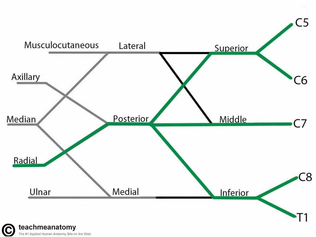 Fig 1.6 - The derivation of the radial nerve from the brachial plexus.