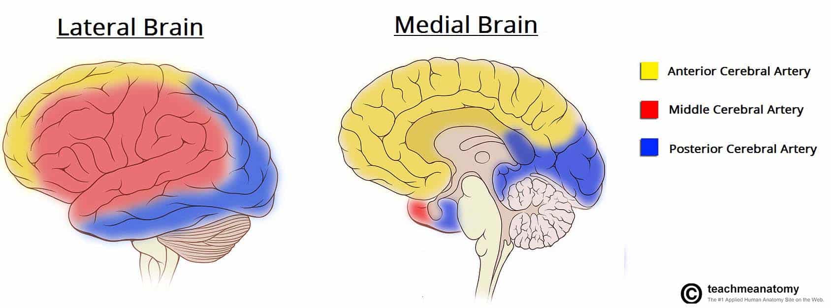 Fig 1.4 - Overview of the blood supply to the cerebrum