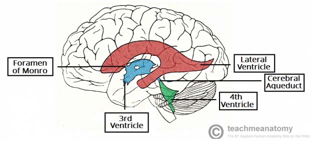 Fig 1.1 - The anatomical postioning of the ventricles of the brain.