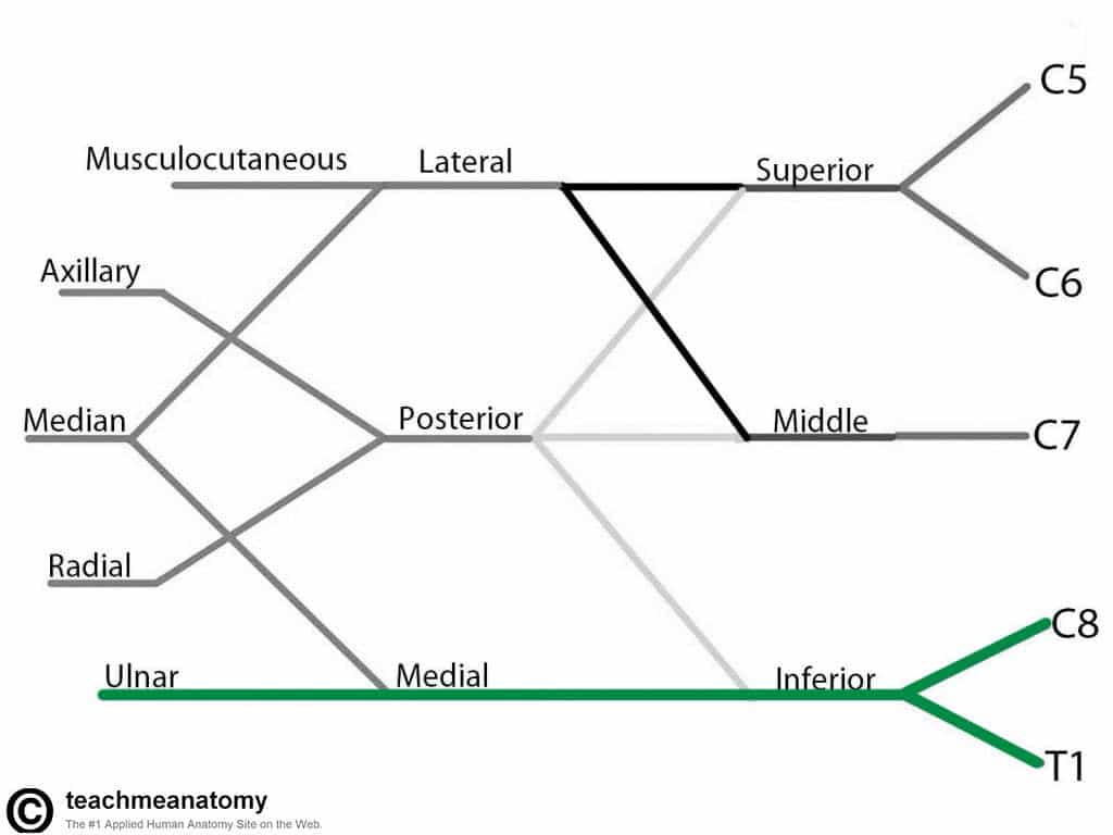 Fig 1.7 - The derivation of the ulnar nerve from the brachial plexus.